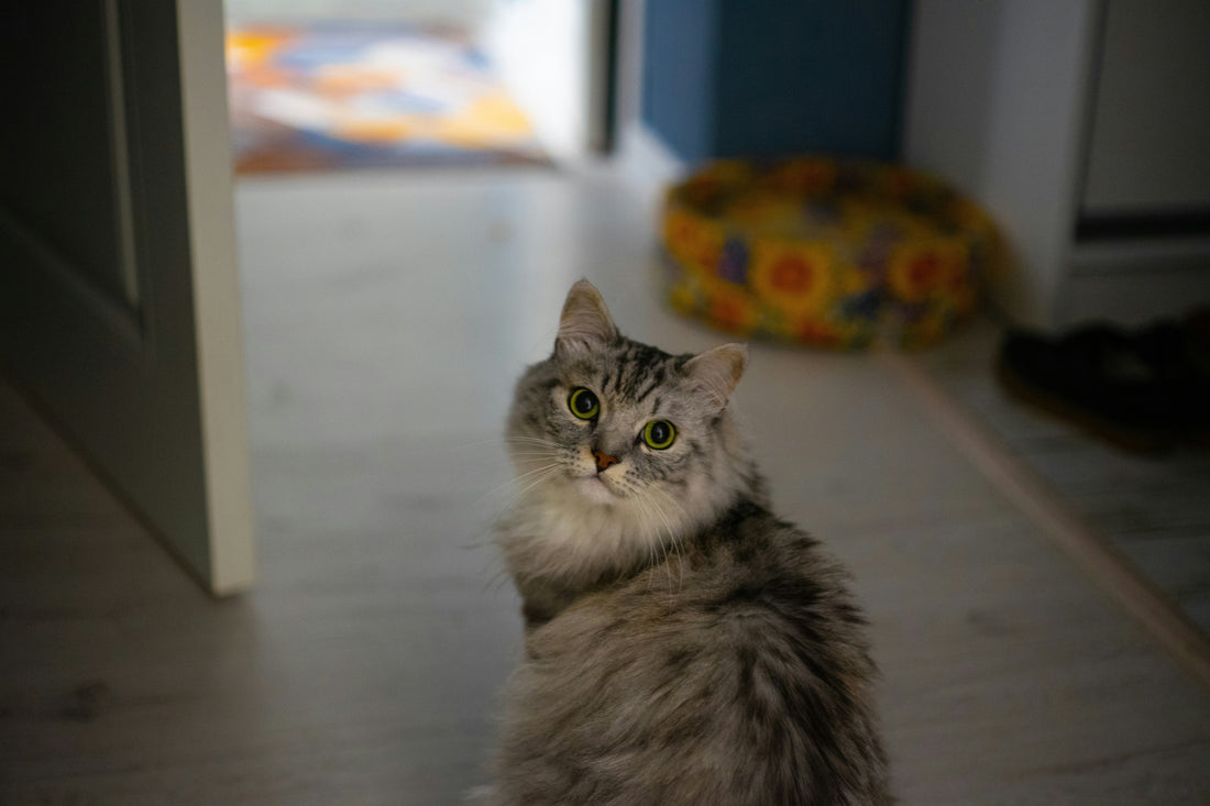 Kat plast in huis tips