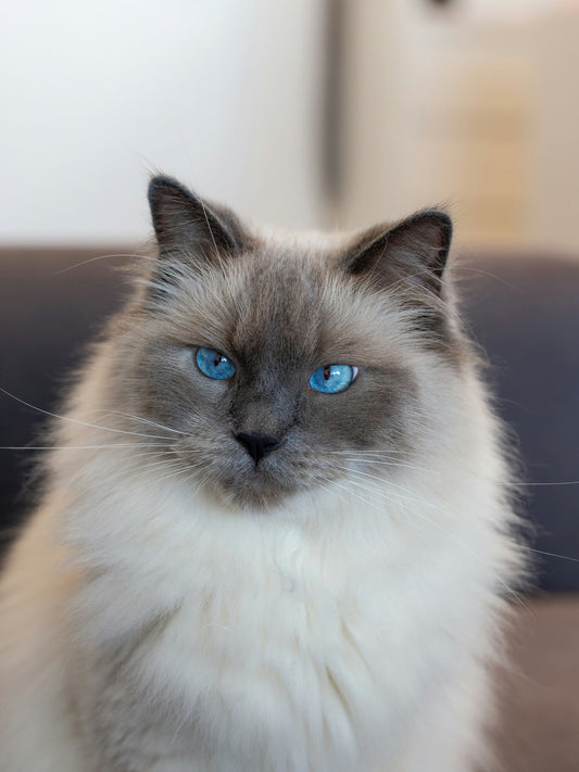 Ragdoll huiskat slim
