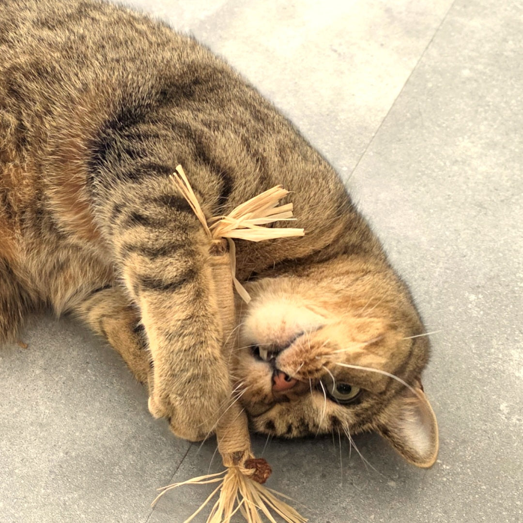 Matatabi sticks | 100% natuurlijk speelgoed | Kattenstijl
